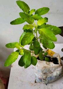 Pack 2 Beautiful heart Purple 💜 &amp; Tulsi Plants