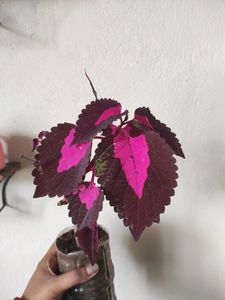Plants