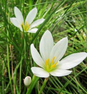 Combo Of Flowering Plants Bulbs