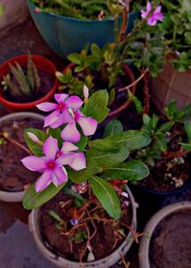 Combo Of 3 Low Maintenance Plants