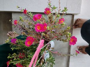 2 Adenium 7 Plant Combo