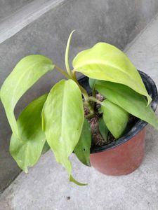 Assorted Houseplants