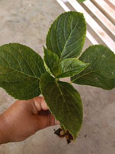 Hydrangea
