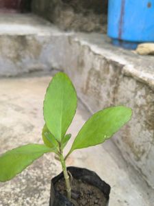 Healthy Green Plant Sapling