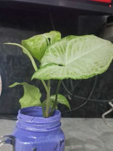 Live Syngonium Plant Cutting