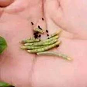 3 Plants Seeds