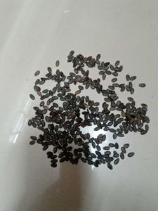 Yellow WaterMelon 🍈 farming Seeds