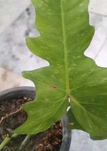 Philodendron golden dragon