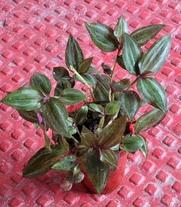 Tradescantia zebrina Plant 🌵&amp; Pot