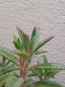 Healthy Succulent Plants Collection