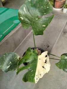 Monstera Thai Constellation Plant