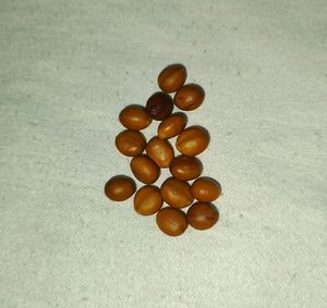 Cassia Javanica Seeds