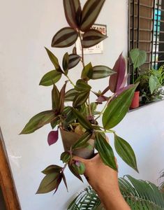 Pack 2 Zebronics &amp;Tradescantia fluminensis Pl