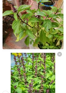 BEST SELLER 🔥🔥Aromatic Thai Basil Seeds