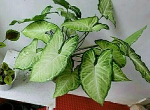 🌵 Set 2 Arrowhead plants,,🌲