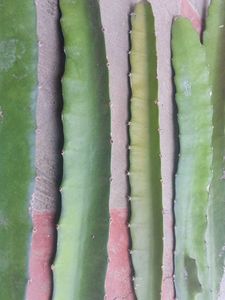 Dragon Fruit Cuttings Plant Live big plan