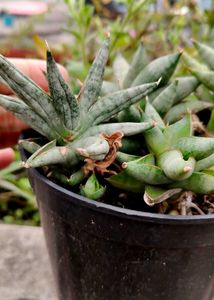 offer sansevieria nilin