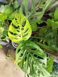 BROKEN HEART PLANT AND MONEY PLAN
