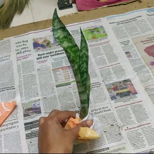 Sanseivera Live Rooted Plant