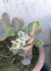 Laxiflora Kalanchoe Live Plant