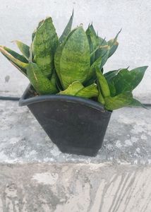 Whole1 Year Old Mature Dwarf Snake Plant