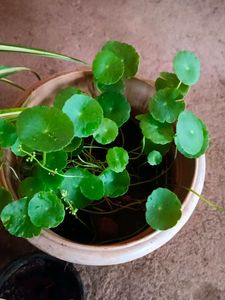 Thai Caladium And Mix Varieties Of Plants