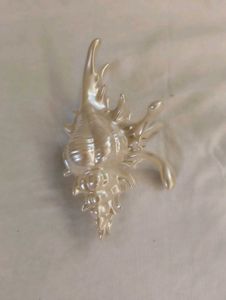 beach aesthetic pinterest sea shell claw clip huge