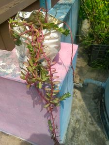 10 "0  Clock Plant
