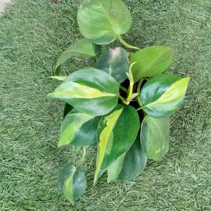 Brazil Pothos