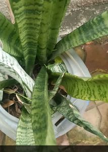 Real Snake Plant