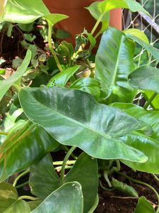 Philodendron Plants (2 )