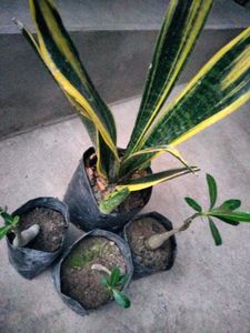 3 Adenuim saplings and golden flame  com