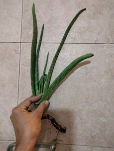 Fresh Young Aloe Vera Plant