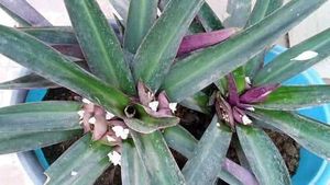 Rhoeo Plant, Scientific name -Tradescantia
