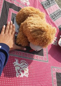 Soft Toy Dog