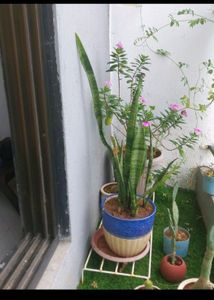 Plant With Pot
