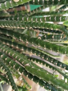 Lush Green Houseplant