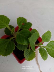 Healthy Live Ajwain Plant