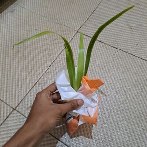 Walking Iris Plant