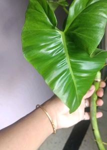 Philodendron Paraiso Verde Plant