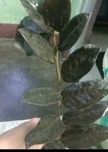 black &amp;green zz plant cutting combo