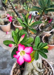 Beautiful Adenium Plants
