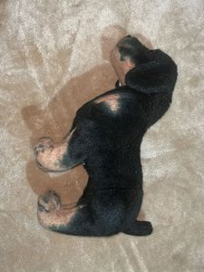 Toy