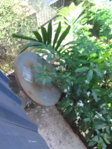 Vintage Satellite Dish Decor