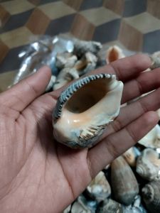 Seashells