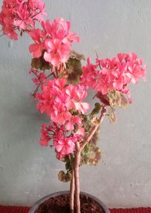 Geranium
