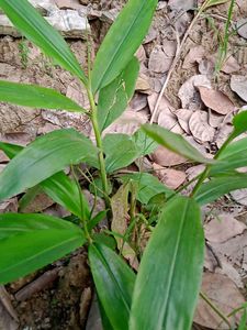 Plants Combo ( Tulsi, Elachi, Bhringraj)