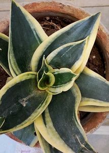Snake Plant (dwarf)