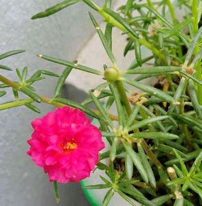 Table Rose
