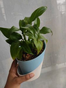 Peace Lily In Self Watering Pot